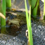 Common Frog