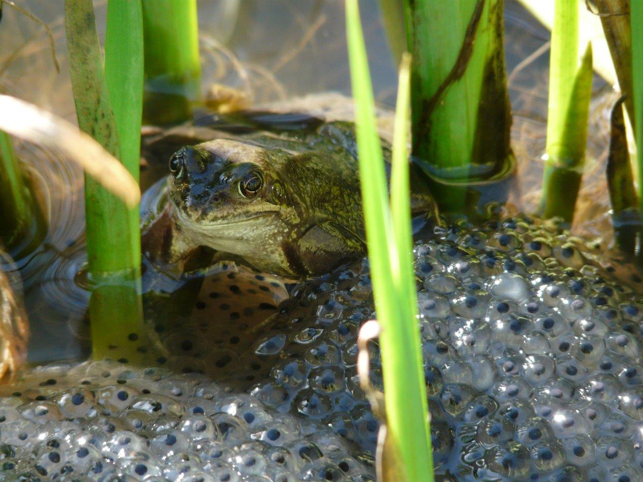 Common Frog