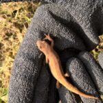 Smooth Newt