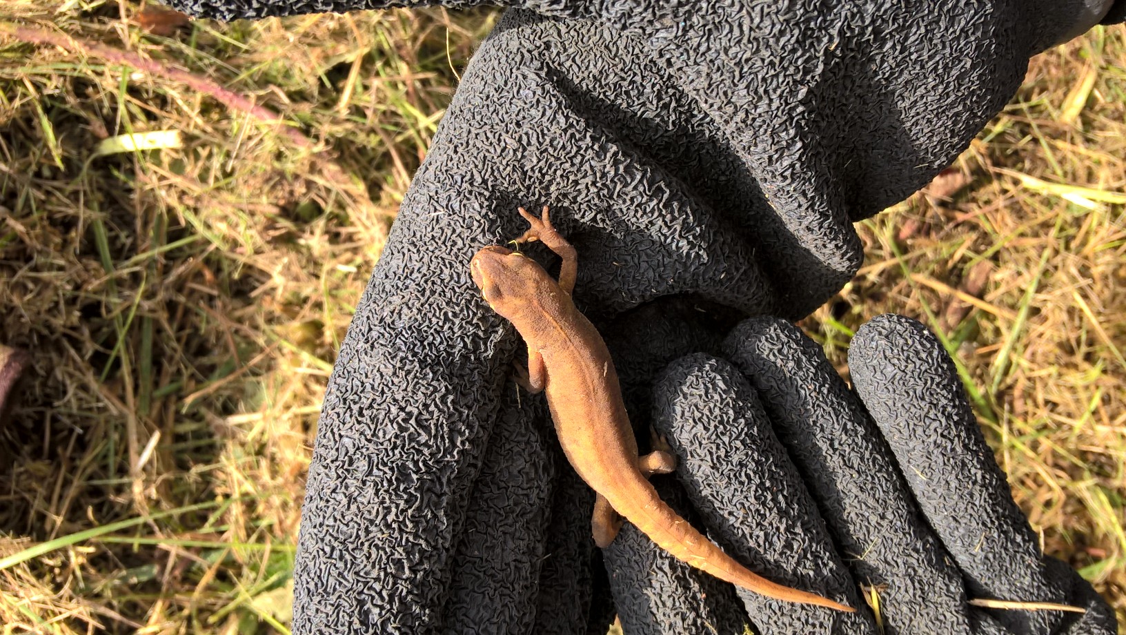 Smooth Newt