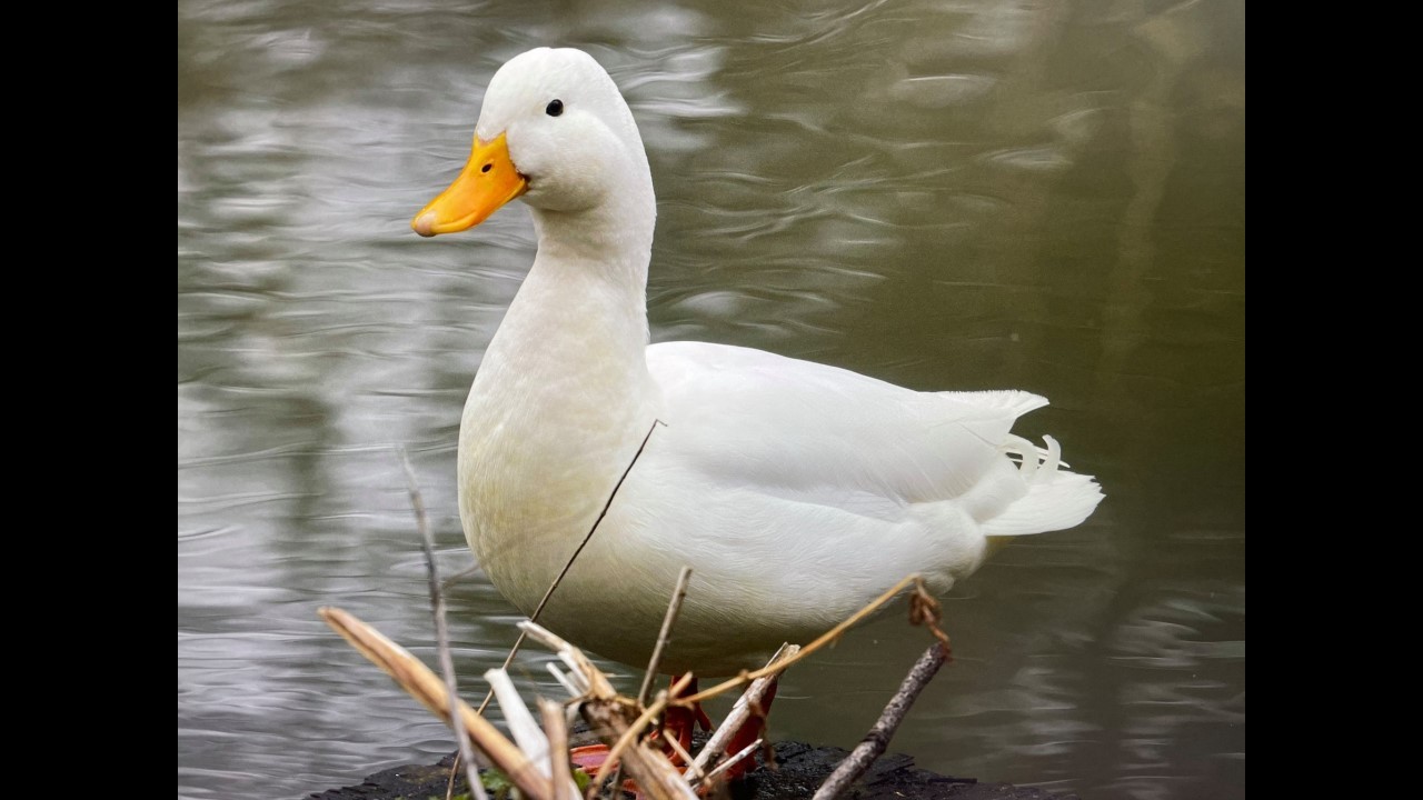 American Pekin Duck