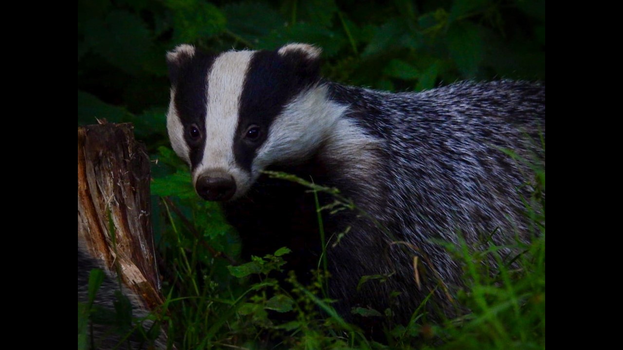 Badger