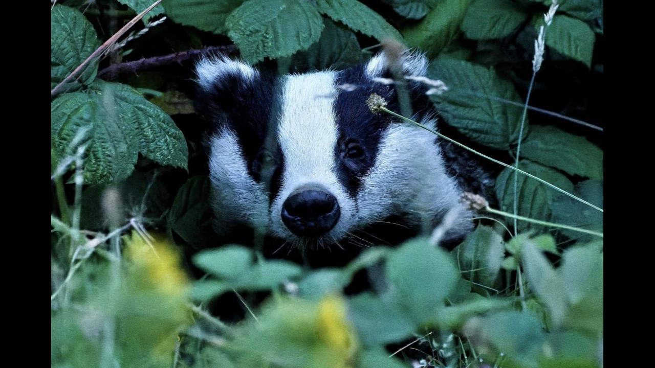 Badger (Juvenile)