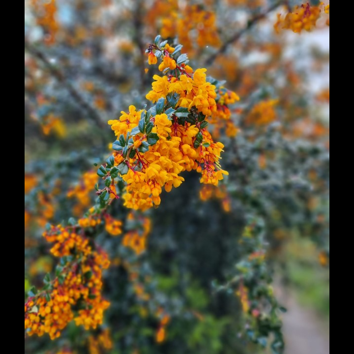 Barberry