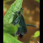 Beautiful Demoiselle Damselfly