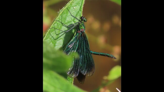 Beautiful Demoiselle Damselfly