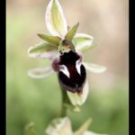 Bee Orchid