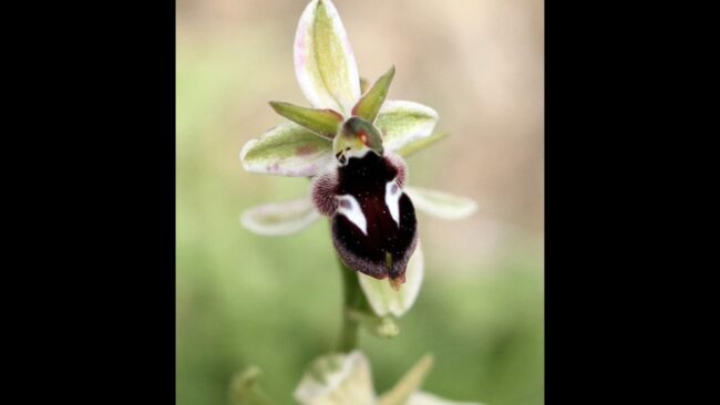 Bee Orchid