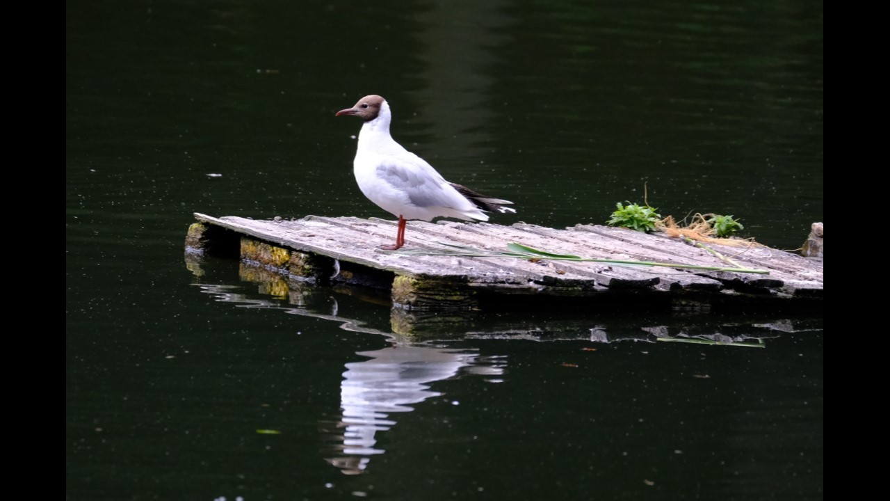 Black-headed Gull