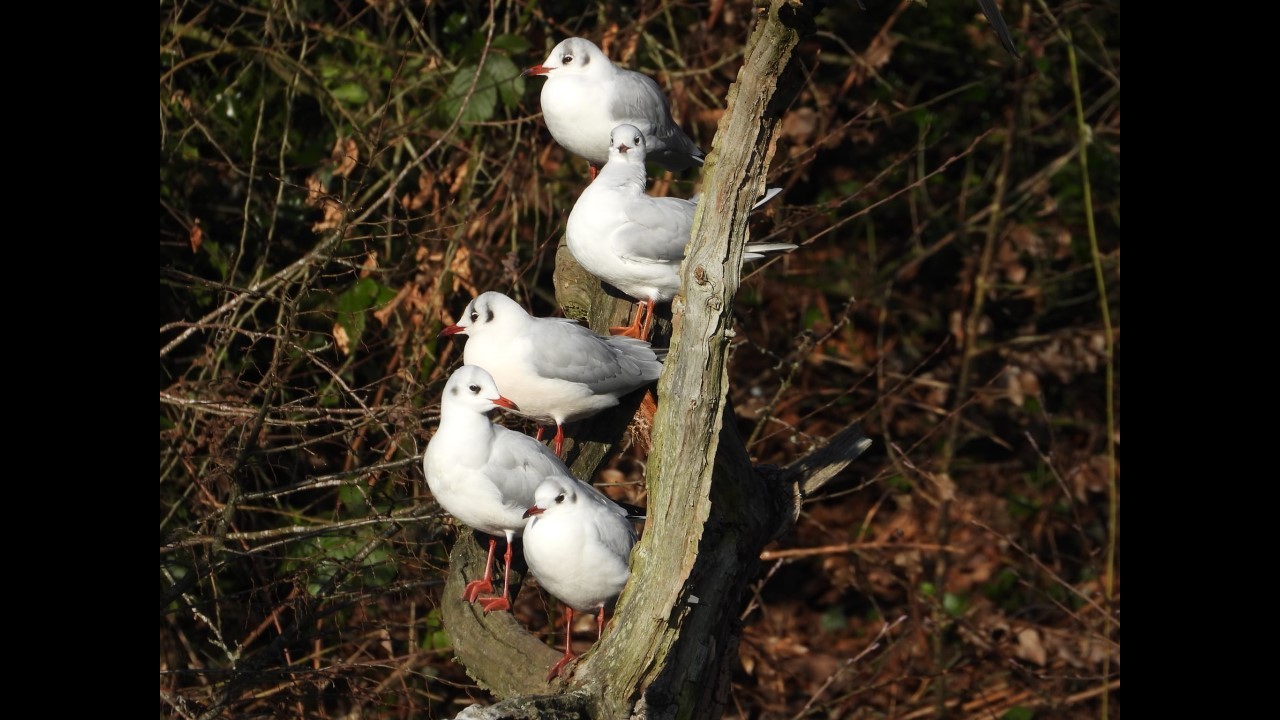 Black-headed Gulls