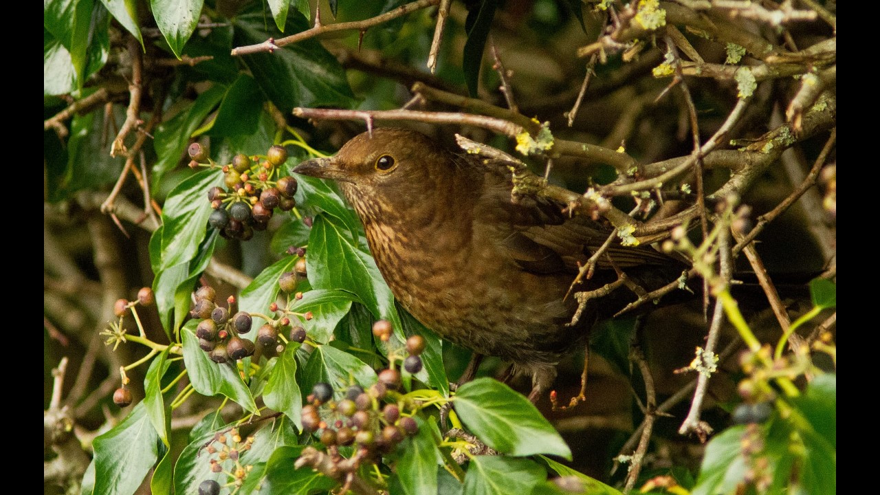 Blackbird (Female)