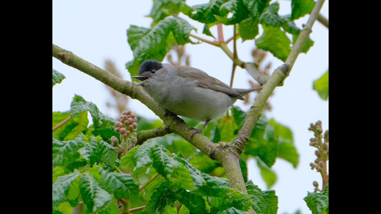 Blackcap
