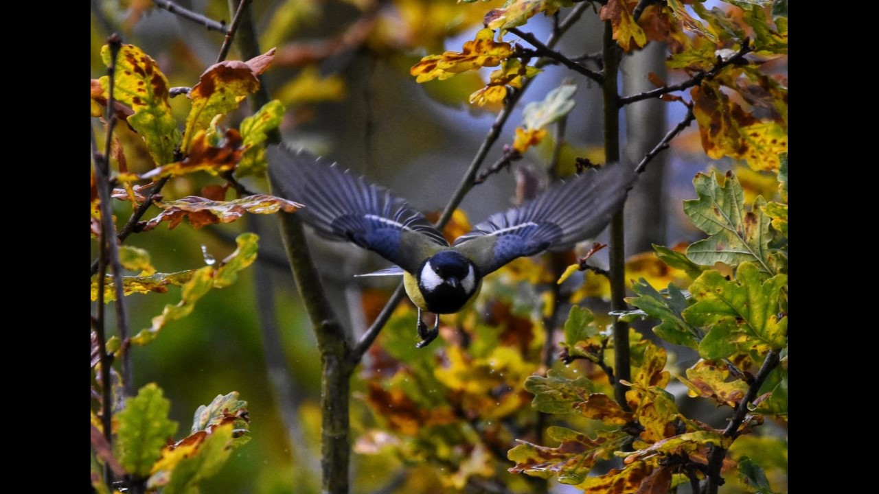 Blue Tit in flight