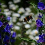 Bumble Bee