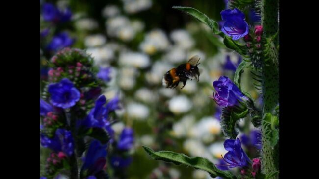 Bumble Bee