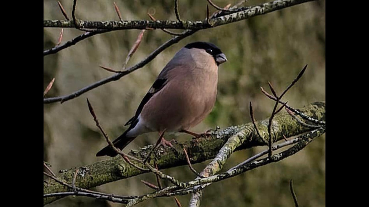 Bullfinch (Female)