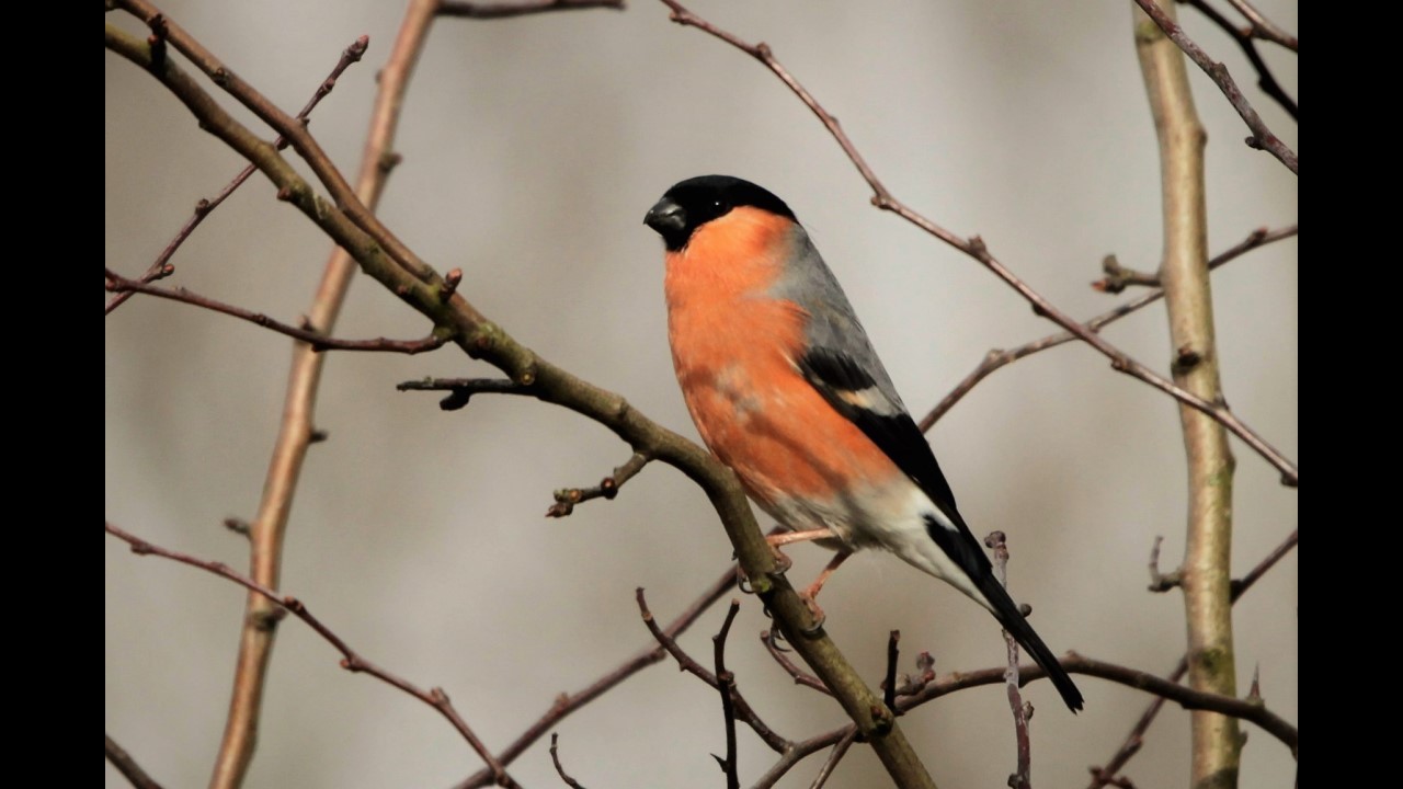 Bullfinch (Male)