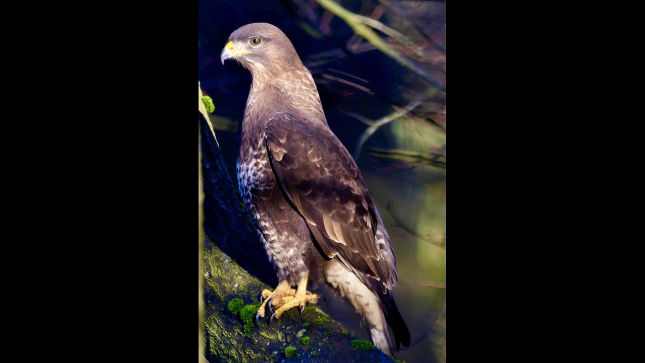 Buzzard