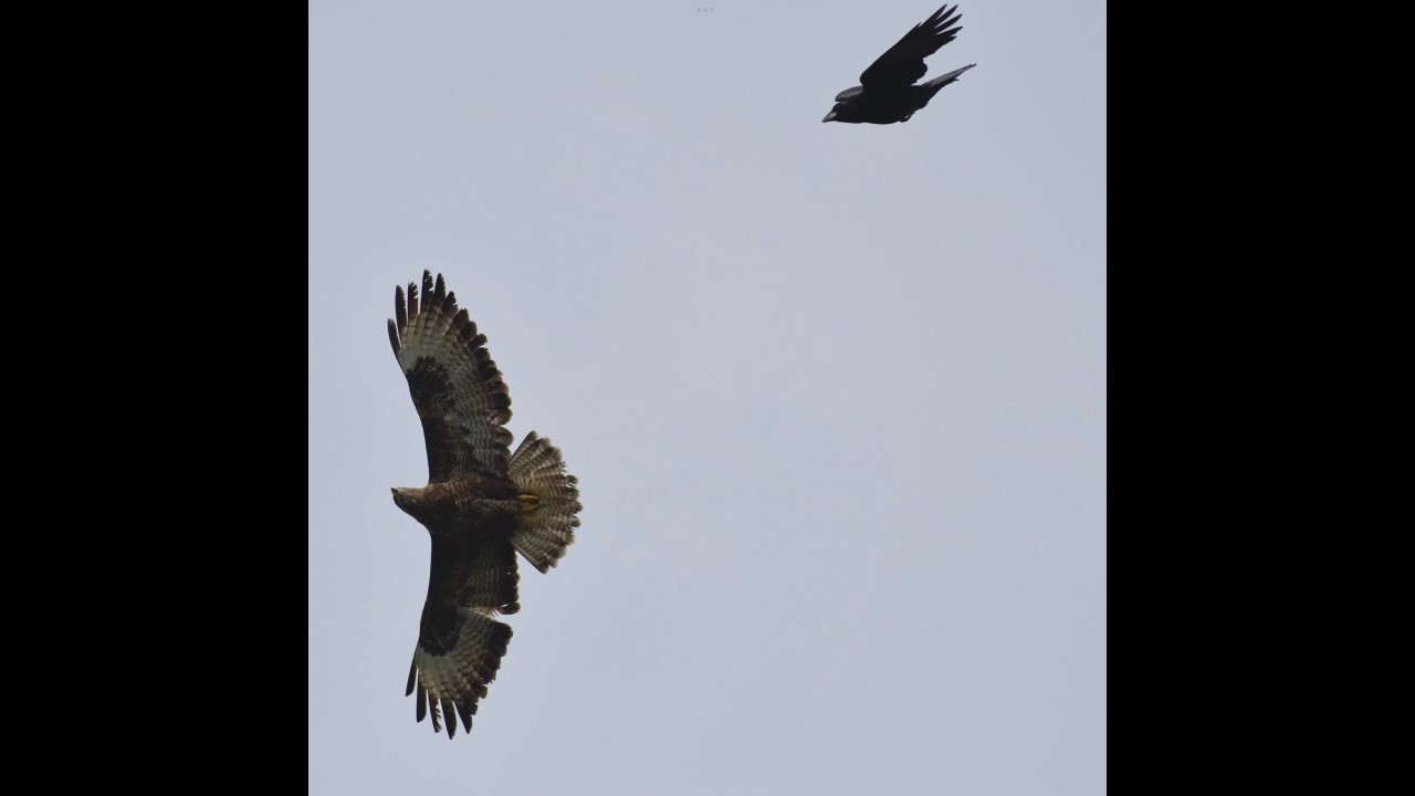 Buzzard attacked by Crow 1
