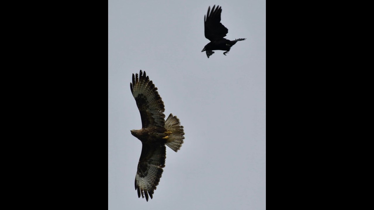 Buzzard attacked by Crow 2