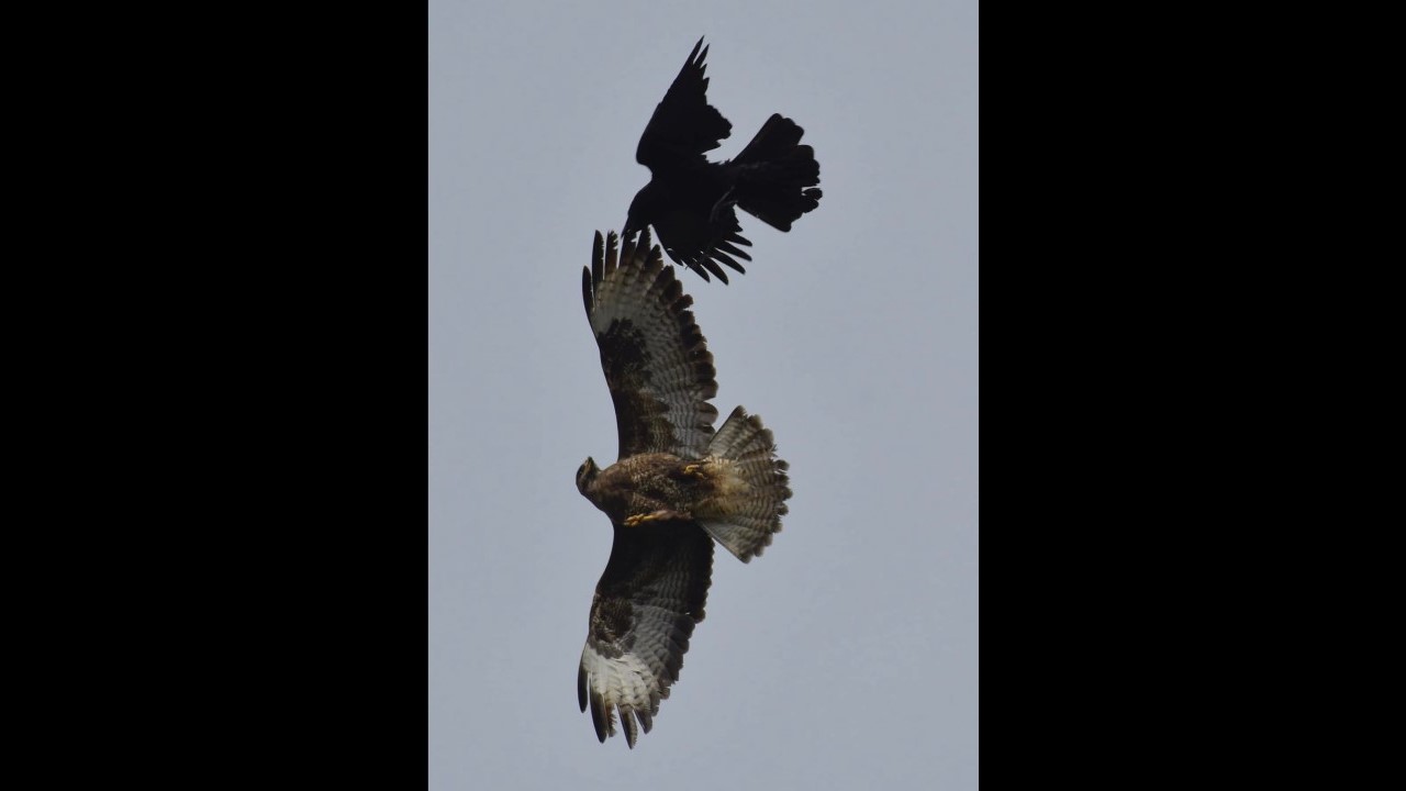 Buzzard attacked by Crow 3