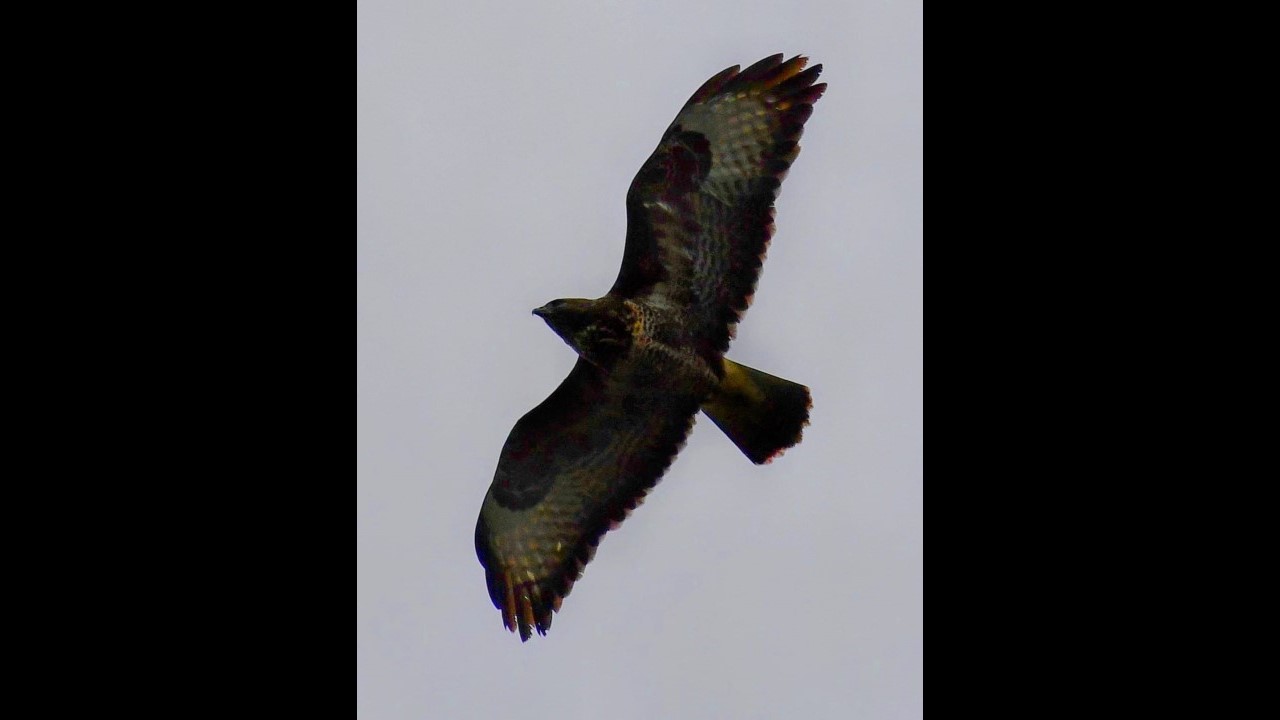 Buzzard in flight