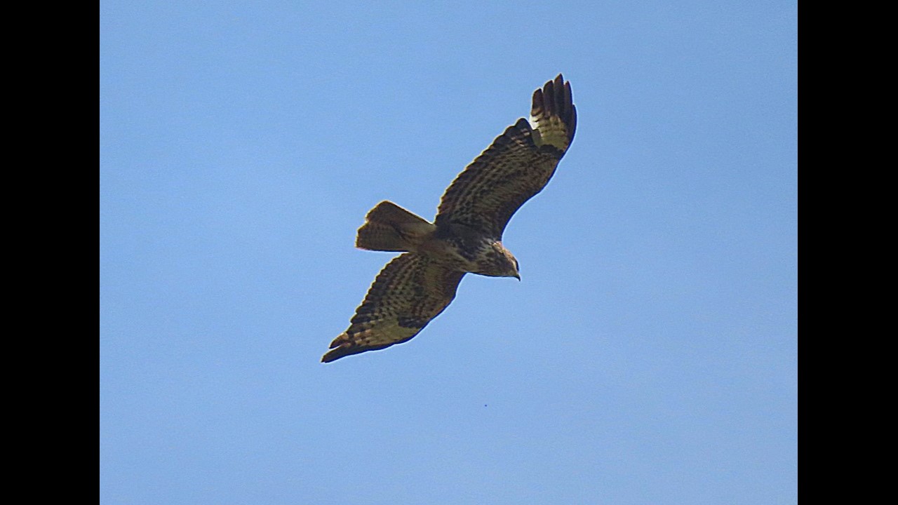 Buzzard in flight