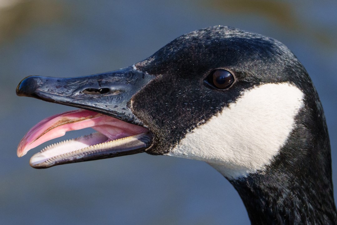 Canada Goose