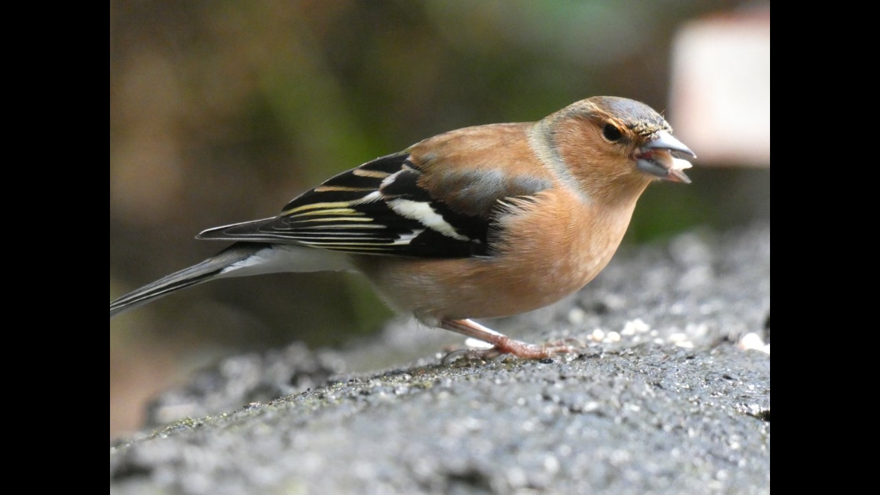 Chaffinch