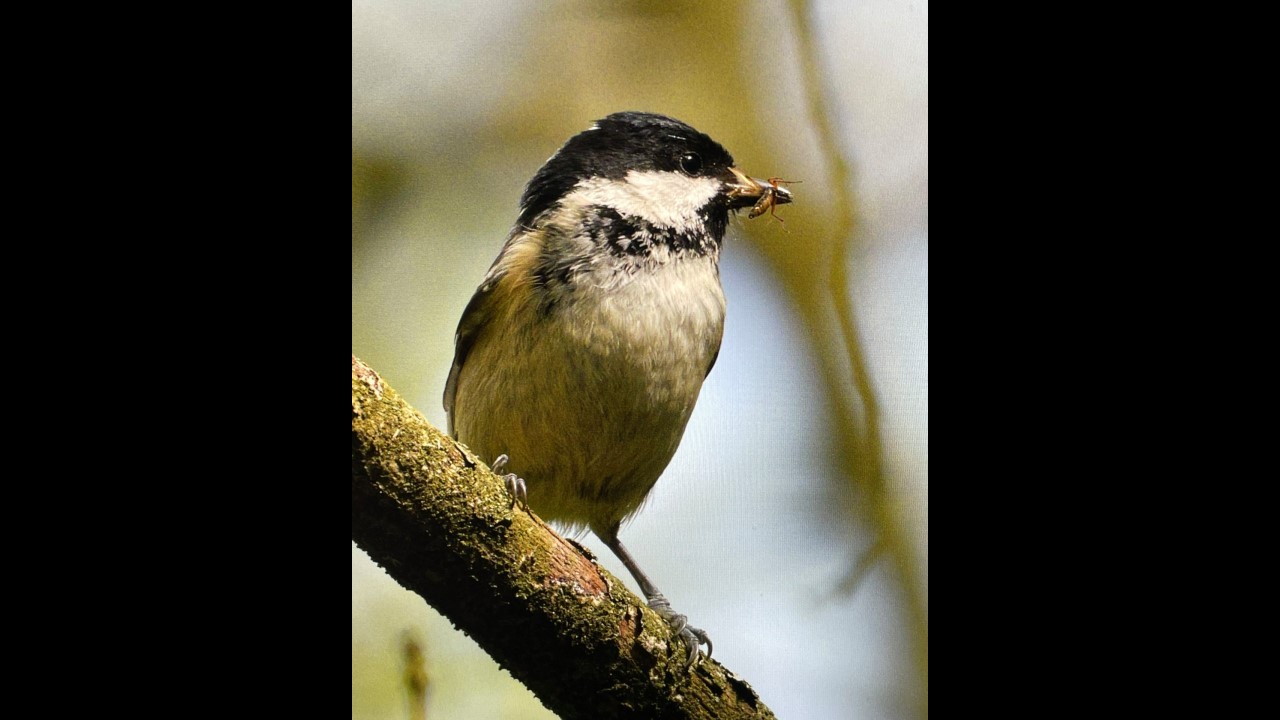 Coal Tit