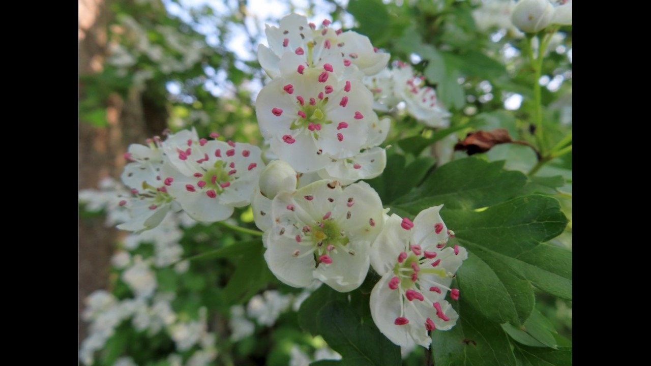 Common Hawthorn (Blossom)