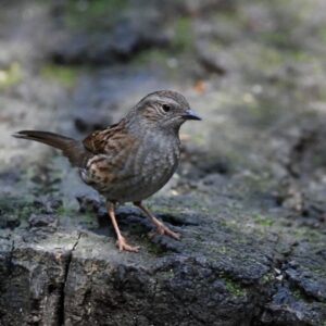 Dunnock