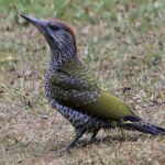 European Green Woodpecker