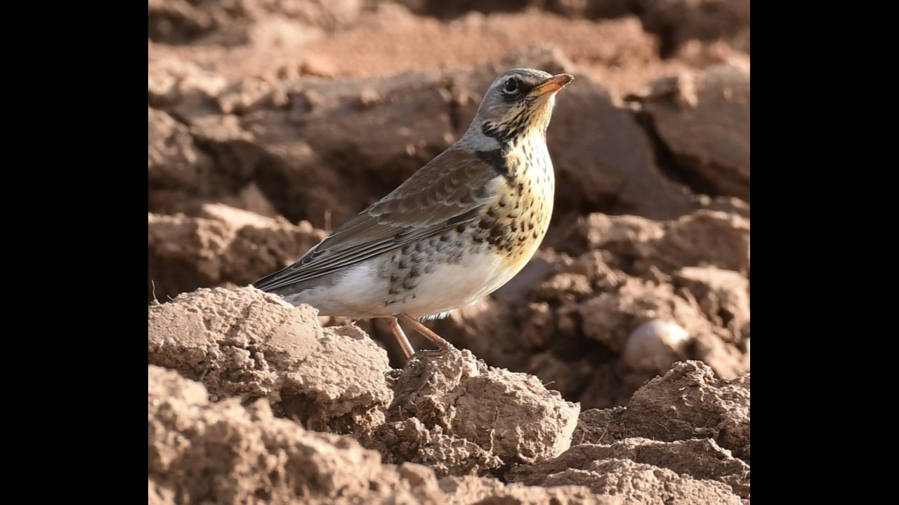 Fieldfare