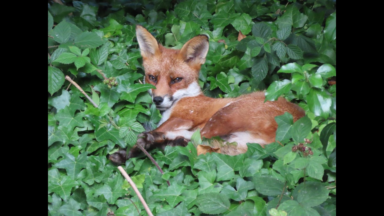 Fox