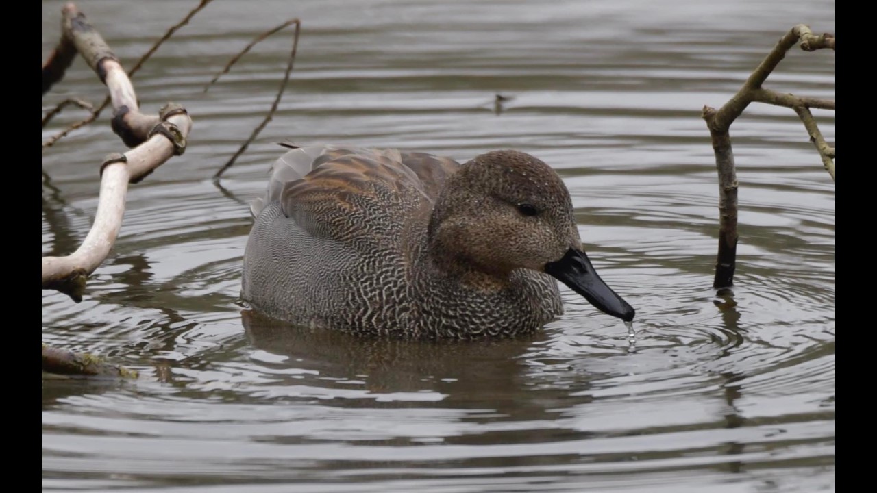 Gadwall Duck