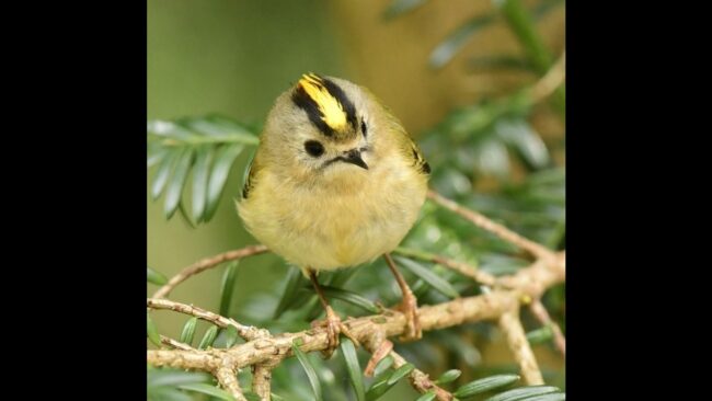 Goldcrest
