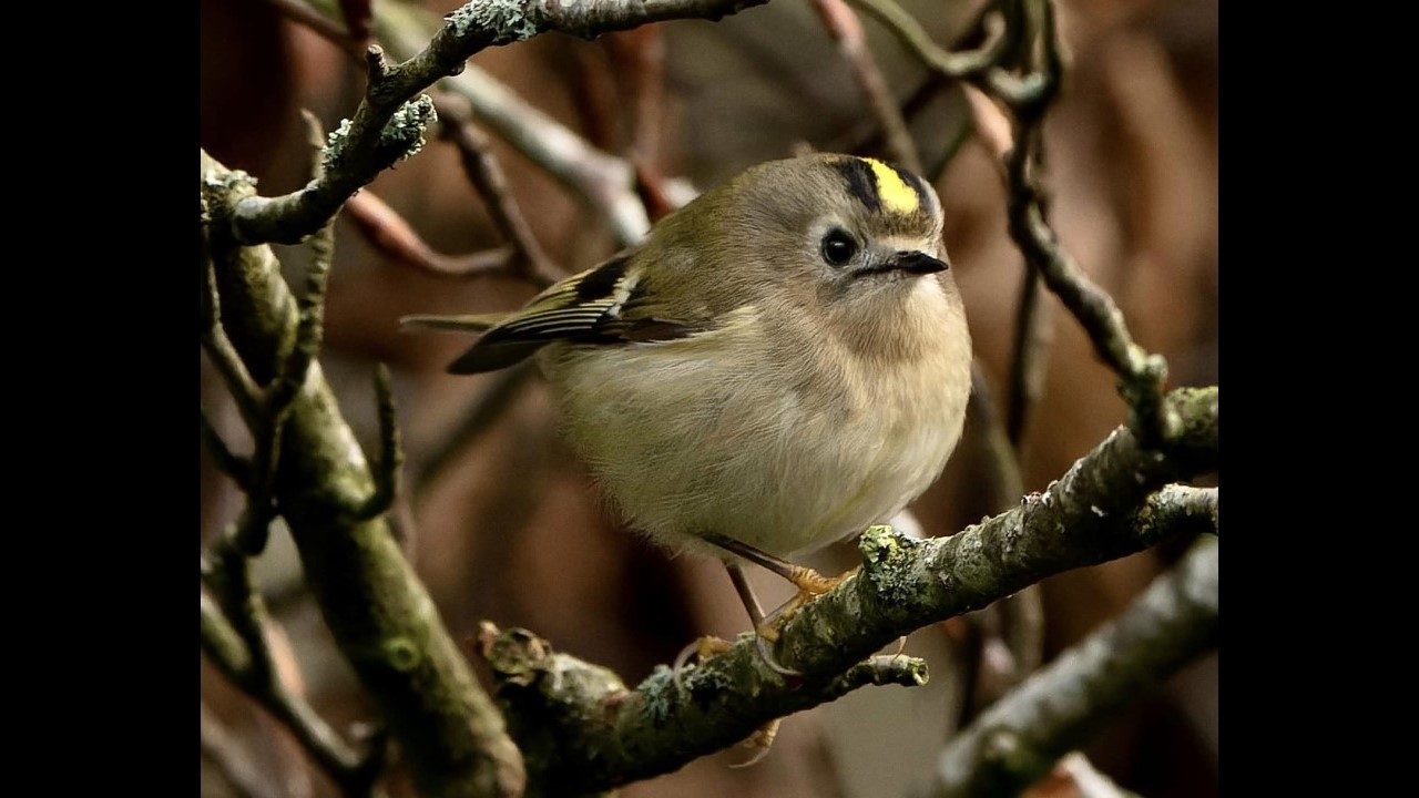 Goldcrest