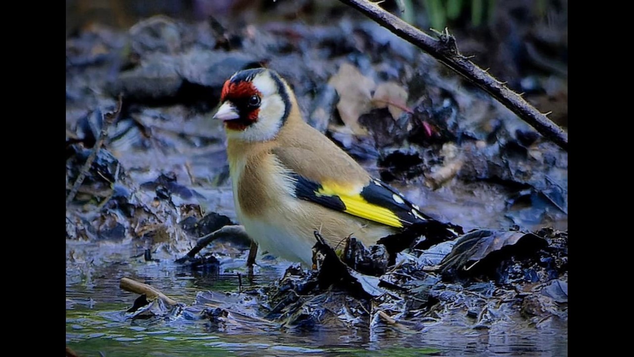 Goldfinch