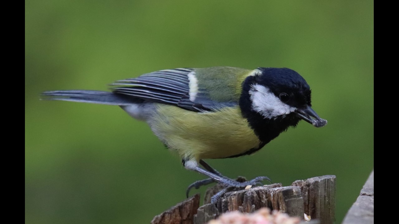 Great Tit