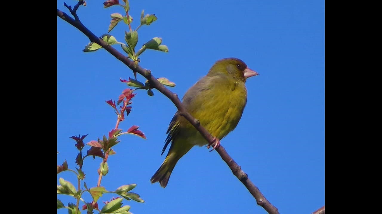 Greenfinch