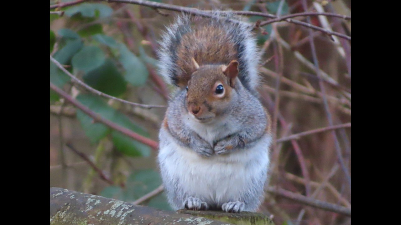 Grey Squirrel