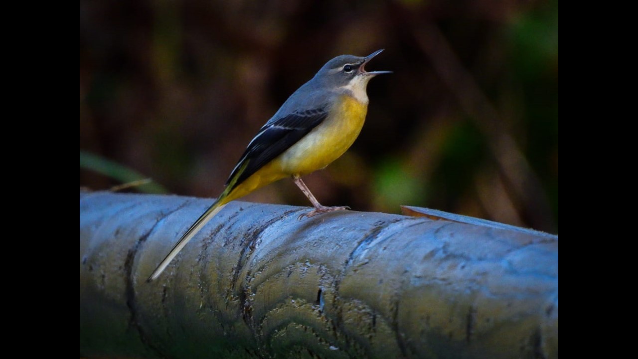 Grey Wagtail