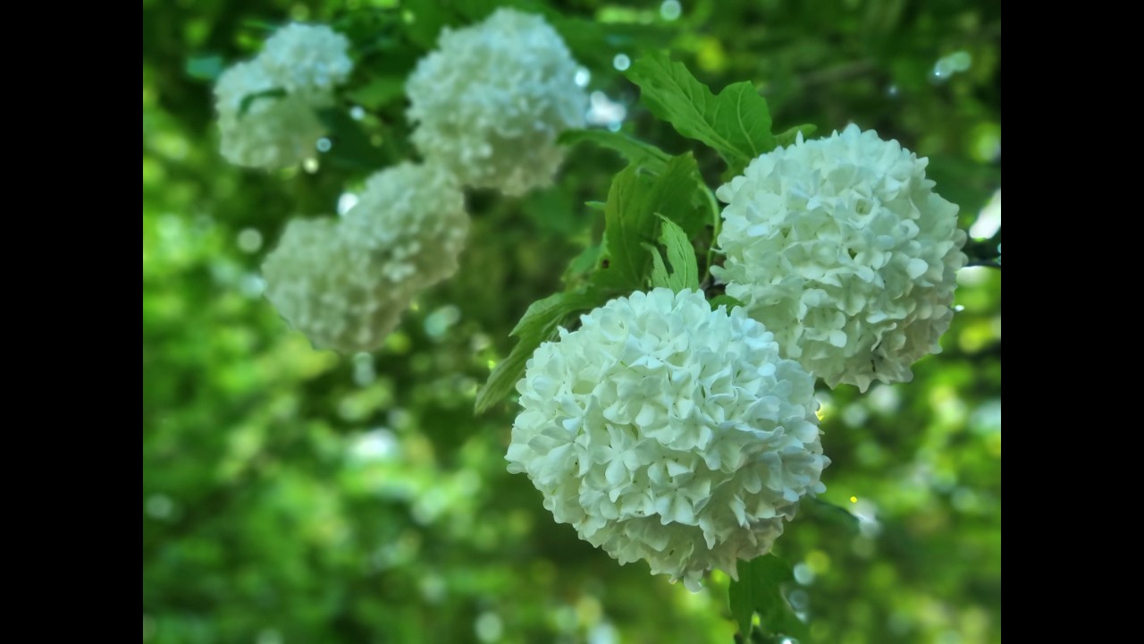 Guelder Rose
