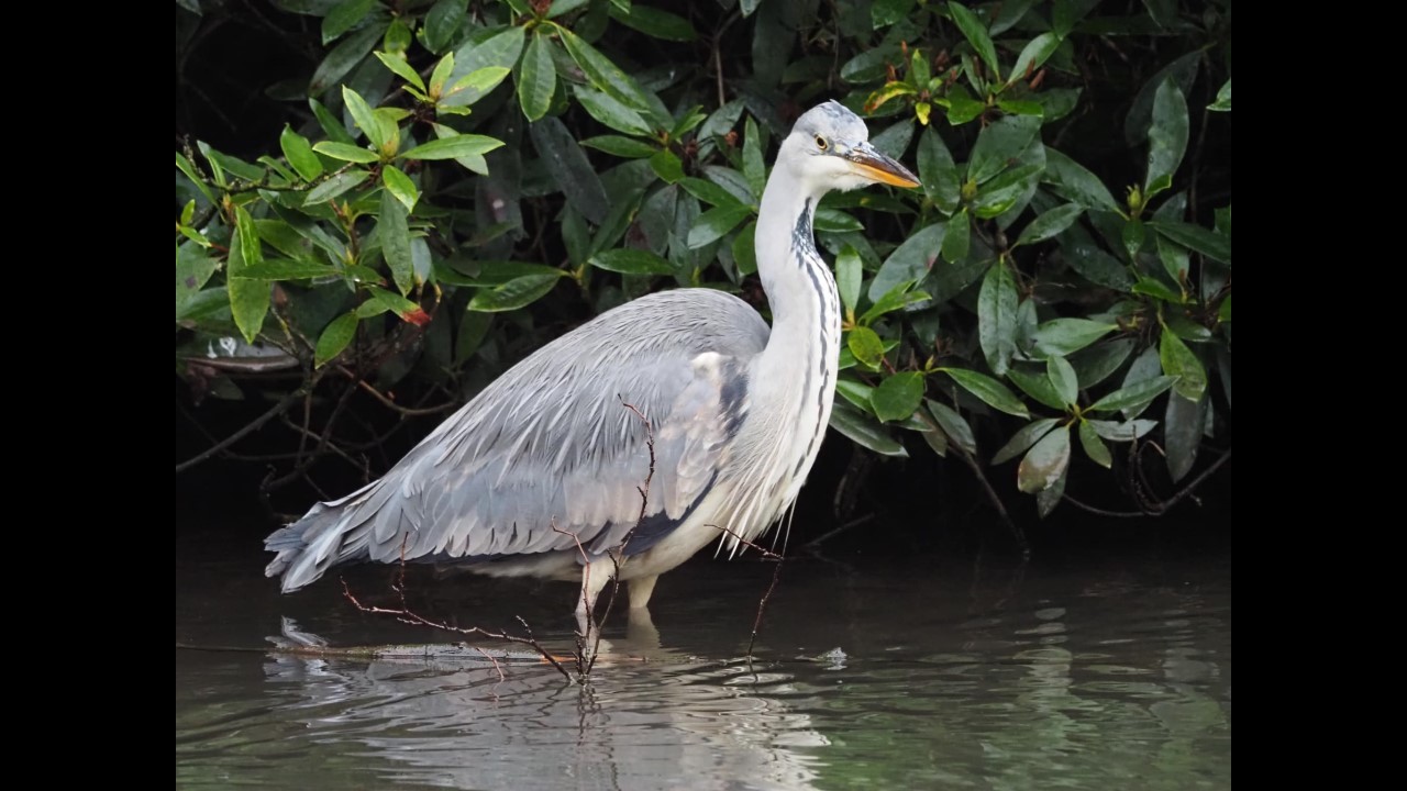 Grey Heron