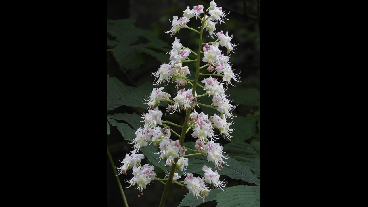 Horse Chestnut (Blossom)