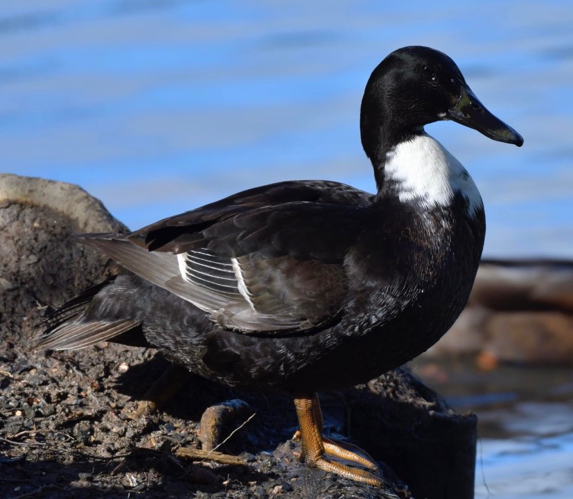 Hybrid Mallard