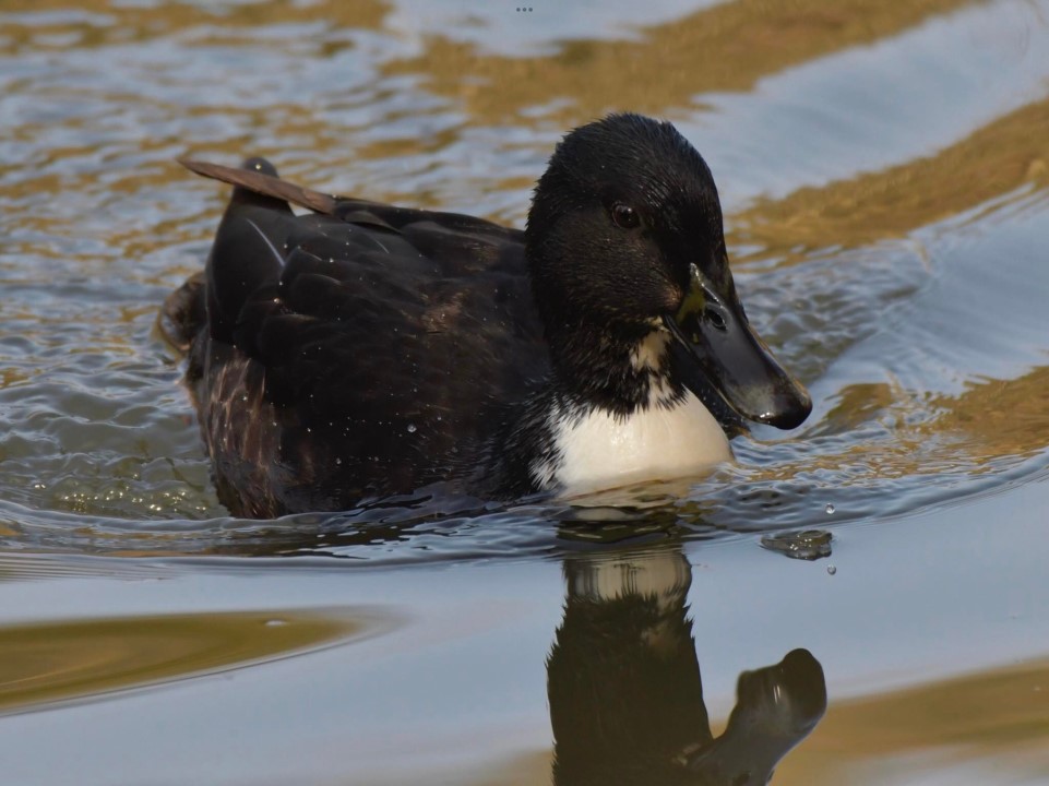 Hybrid Mallard