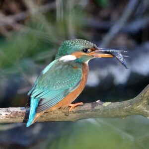 Kingfisher
