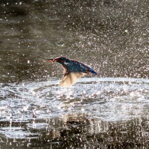 Kingfisher emerging from water